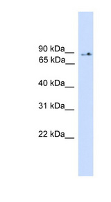 PIK3R5 Antibody - PIK3R5 antibody Western blot of 293T cell lysate. This image was taken for the unconjugated form of this product. Other forms have not been tested.