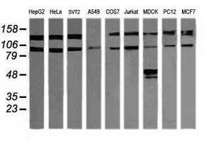 PIK3R5 Antibody - Western blot of extracts (35 ug) from 9 different cell lines by using g anti-PIK3R5 monoclonal antibody (HepG2: human; HeLa: human; SVT2: mouse; A549: human; COS7: monkey; Jurkat: human; MDCK: canine; PC12: rat; MCF7: human).