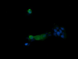 PIK3R5 Antibody - Anti-PIK3R5 mouse monoclonal antibody immunofluorescent staining of COS7 cells transiently transfected by pCMV6-ENTRY PIK3R5.