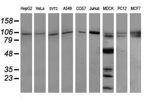 PIK3R5 Antibody - Western blot of extracts (35ug) from 9 different cell lines by using anti-PIK3R5 monoclonal antibody (HepG2: human; HeLa: human; SVT2: mouse; A549: human; COS7: monkey; Jurkat: human; MDCK: canine; PC12: rat; MCF7: human).