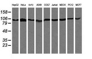 PIK3R5 Antibody - Western blot of extracts (35 ug) from 9 different cell lines by using g anti-PIK3R5 monoclonal antibody (HepG2: human; HeLa: human; SVT2: mouse; A549: human; COS7: monkey; Jurkat: human; MDCK: canine; PC12: rat; MCF7: human).