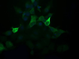 PIK3R5 Antibody - Anti-PIK3R5 mouse monoclonal antibody immunofluorescent staining of COS7 cells transiently transfected by pCMV6-ENTRY PIK3R5.