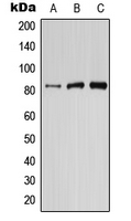PIK3R6 Antibody - Western blot analysis of PIK3R6 expression in HepG2 (A); mouse brain (B); rat brain (C) whole cell lysates.