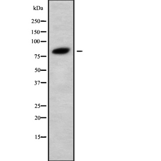PIK3R6 Antibody - Western blot analysis of PIK3R6 using HuvEc whole cells lysates