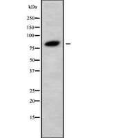 PIK3R6 Antibody - Western blot analysis of PIK3R6 using HuvEc whole cells lysates