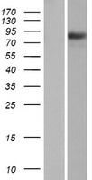 PIK3R6 Protein - Western validation with an anti-DDK antibody * L: Control HEK293 lysate R: Over-expression lysate