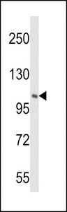 PIK4CB / PI4KB Antibody - Western blot of PIK4CB Antibody in HeLa cell line lysates (35 ug/lane). PIK4CB (arrow) was detected using the purified antibody.