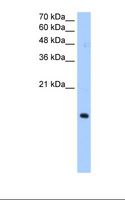 PILRA Antibody - HepG2 cell lysate. Antibody concentration: 0.5 ug/ml. Gel concentration: 15%.  This image was taken for the unconjugated form of this product. Other forms have not been tested.