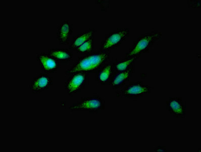 PILRB Antibody - Immunofluorescent analysis of Hela cells using PILRB Antibody at dilution of 1:100 and Alexa Fluor 488-congugated AffiniPure Goat Anti-Rabbit IgG(H+L)