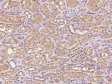PILRB Antibody - Immunochemical staining of human PILRB in human kidney with rabbit polyclonal antibody at 1:100 dilution, formalin-fixed paraffin embedded sections.