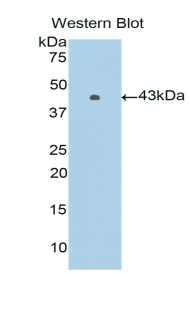 PIM1 / Pim-1 Antibody - Western blot of recombinant PIM1 / Pim-1.  This image was taken for the unconjugated form of this product. Other forms have not been tested.