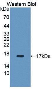 PIM1 / Pim-1 Antibody - Western Blot; Sample: Recombinant protein.