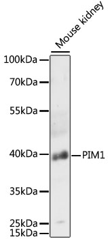 PIM1 / Pim-1 Antibody - Western blot analysis of extracts of mouse kidney, using PIM1 antibody at 1:3000 dilution. The secondary antibody used was an HRP Goat Anti-Rabbit IgG (H+L) at 1:10000 dilution. Lysates were loaded 25ug per lane and 3% nonfat dry milk in TBST was used for blocking. An ECL Kit was used for detection and the exposure time was 30s.