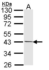 PIM2 / Pim-2 Antibody - Sample (30 ug of whole cell lysate). A:293T. 10% SDS PAGE. PIM2 antibody diluted at 1:1000.