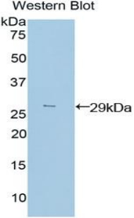 PIM2 / Pim-2 Antibody - Western blot of recombinant PIM2 / Pim-2.  This image was taken for the unconjugated form of this product. Other forms have not been tested.