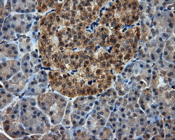 PIM2 / Pim-2 Antibody - Immunohistochemical staining of paraffin-embedded pancreas tissue using anti- mouse monoclonal antibody. (Dilution 1:50).