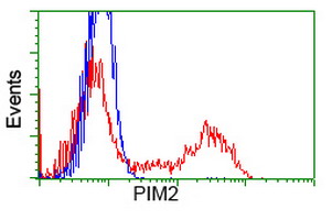 PIM2 / Pim-2 Antibody - HEK293T cells transfected with either overexpress plasmid (Red) or empty vector control plasmid (Blue) were immunostained by anti-PIM2 antibody, and then analyzed by flow cytometry.