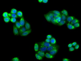 PIM2 / Pim-2 Antibody - Immunofluorescent staining of HeLa cells using anti-PIM2 mouse monoclonal antibody.
