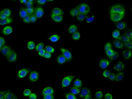 PIM2 / Pim-2 Antibody - Immunofluorescent staining of HT29 cells using anti-PIM2 mouse monoclonal antibody.