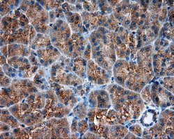 PIM2 / Pim-2 Antibody - IHC of paraffin-embedded pancreas tissue using anti- mouse monoclonal antibody. (Dilution 1:50).