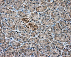 PIM2 / Pim-2 Antibody - Immunohistochemical staining of paraffin-embedded pancreas tissue using anti-PIM2 mouse monoclonal antibody. (Dilution 1:50).