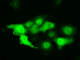 PIM2 / Pim-2 Antibody - Anti-PIM2 mouse monoclonal antibody  immunofluorescent staining of COS7 cells transiently transfected by pCMV6-ENTRY PIM2.