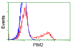 PIM2 / Pim-2 Antibody - HEK293T cells transfected with either pCMV6-ENTRY PIM2 (Red) or empty vector control plasmid (Blue) were immunostained with anti-PIM2 mouse monoclonal, and then analyzed by flow cytometry.