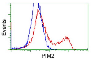PIM2 / Pim-2 Antibody - HEK293T cells transfected with either overexpress plasmid (Red) or empty vector control plasmid (Blue) were immunostained by anti-PIM2 antibody, and then analyzed by flow cytometry.