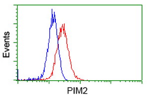 PIM2 / Pim-2 Antibody - Flow cytometry of HeLa cells, using anti-PIM2 antibody, (Red), compared to a nonspecific negative control antibody, (Blue).
