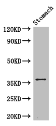 PIM3 / PIM-3 Antibody - Positive WB detected in:Mouse stomach tissue;All lanes: PIM3 antibody at 3.4ug/ml;Secondary;Goat polyclonal to rabbit IgG at 1/50000 dilution;Predicted band size: 36 kDa;Observed band size: 36 kDa;