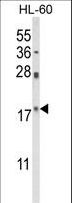 PIN1 Antibody - Western blot of PIN1 Antibody in HL-60 cell line lysates (35 ug/lane). PIN1 (arrow) was detected using the purified antibody.