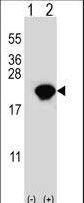 PIN1 Antibody - Western blot of PIN1 (arrow) using rabbit polyclonal PIN1 Antibody. 293 cell lysates (2 ug/lane) either nontransfected (Lane 1) or transiently transfected (Lane 2) with the PIN1 gene.