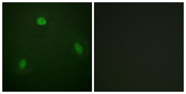 PIN1 Antibody - Peptide - + Immunofluorescence analysis of NIH/3T3 cells, using Pin1 antibody.