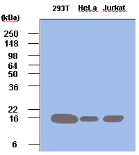 PIN1 Antibody - Cell lysates of 293T, HeLa and Jurkat (each 50 ug) were resolved by SDS-PAGE, transferred to PVDF membrane and probed with anti-human Pin1 (1:500). Proteins were visualized using a goat anti-mouse secondary antibody conjugated to HRP and an ECL detection system. Lane 1:293T; Lane 2: HeLa; Lane 3: Jurkat.