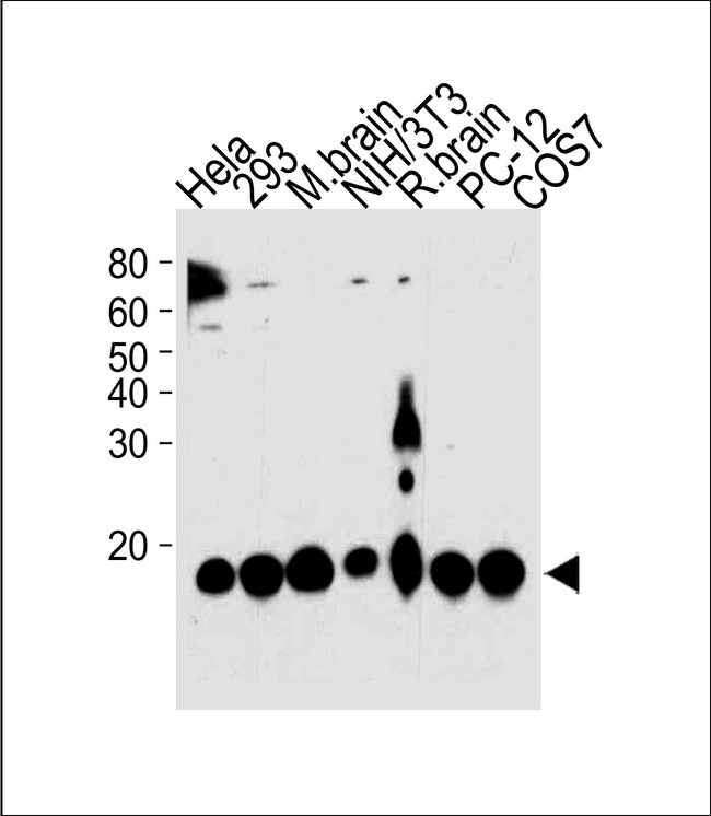 PIN1 Antibody - PIN1 Antibody western blot of HeLa,293,mouse NIH/3T3,PC-12,COS-7 cell line and mouse brain,rat brain tissue lysates (35 ug/lane). The PIN1 antibody detected the PIN1 protein (arrow).