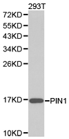 PIN1 Antibody - Western blot of extracts of 293T cell lines, using PIN1 antibody.