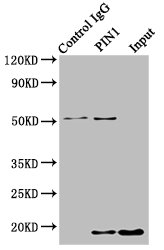 PIN1 Antibody - Immunoprecipitating PIN1 in HepG2 whole cell lysate Lane 1: Rabbit control IgG instead of PIN1 Antibody in HepG2 whole cell lysate.For western blotting, a HRP-conjugated Protein G antibody was used as the secondary antibody (1/2000) Lane 2: PIN1 Antibody (8µg) + HepG2 whole cell lysate (500µg) Lane 3: HepG2 whole cell lysate (10µg)