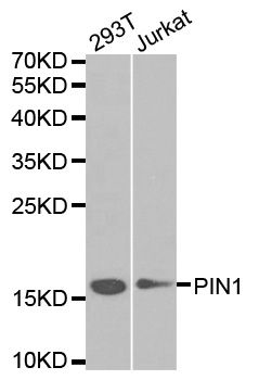 PIN1 Antibody - Western blot analysis of extracts of various cell lines, using PIN1 antibody at 1:1000 dilution. The secondary antibody used was an HRP Goat Anti-Rabbit IgG (H+L) at 1:10000 dilution. Lysates were loaded 25ug per lane and 3% nonfat dry milk in TBST was used for blocking.