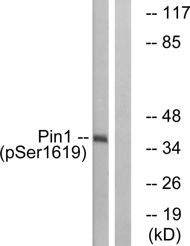 PIN1 Antibody - Western blot analysis of lysates from COS7 cells treated with insulin 0.01U/ml 15', using Pin1 (Phospho-Ser16) Antibody. The lane on the right is blocked with the phospho peptide.