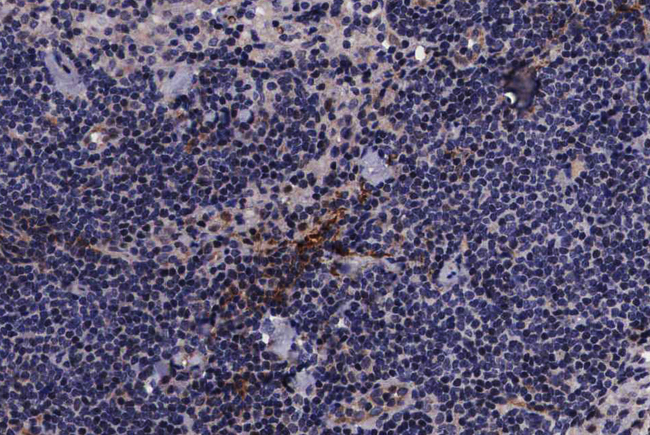 PIN1 Antibody - 1:200 staining human lymph node tissue by IHC-P. The tissue was formaldehyde fixed and a heat mediated antigen retrieval step in citrate buffer was performed. The tissue was then blocked and incubated with the antibody for 1.5 hours at 22°C. An HRP conjugated goat anti-rabbit antibody was used as the secondary.