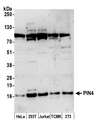 PIN4 Antibody - Detection of human and mouse PIN4 by western blot. Samples: Whole cell lysate (50 µg) from HeLa, HEK293T, Jurkat, mouse TCMK-1, and mouse NIH 3T3 cells prepared using NETN lysis buffer. Antibody: Affinity purified rabbit anti-PIN4 antibody used for WB at 1:1000. Detection: Chemiluminescence with an exposure time of 3 minutes.