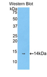 PIN4 Antibody - Western blot of recombinant PIN4.  This image was taken for the unconjugated form of this product. Other forms have not been tested.