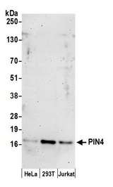 PIN4 Antibody - Detection of human PIN4 by western blot. Samples: Whole cell lysate (50 µg) from HeLa, HEK293T, and Jurkat cells prepared using NETN lysis buffer. Antibody: Affinity purified rabbit anti-PIN4 antibody used for WB at 1:1000. Detection: Chemiluminescence with an exposure time of 3 minutes.