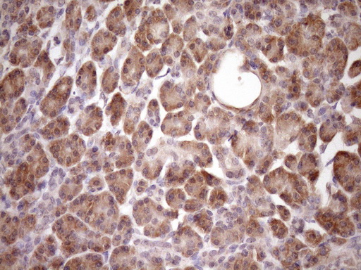 PIN4 Antibody - IHC of paraffin-embedded Human pancreas tissue using anti-PIN4 mouse monoclonal antibody. (Heat-induced epitope retrieval by Tris-EDTA, pH8.0)(1:150).
