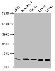 PIN4 Antibody - Positive Western Blot detected in 293T whole cell lysate, RAW264.7 whole cell lysate, HepG2 whole cell lysate, Rat liver tissue, Mouse liver tissue. All lanes: PIN4 antibody at 5 µg/ml Secondary Goat polyclonal to rabbit IgG at 1/50000 dilution. Predicted band size: 14, 17 KDa. Observed band size: 14 KDa