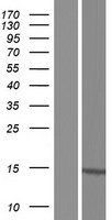 PIN4 Protein - Western validation with an anti-DDK antibody * L: Control HEK293 lysate R: Over-expression lysate