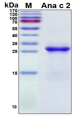 Ana c 2 Protein - SDS-PAGE under reducing conditions and visualized by Coomassie blue staining
