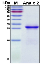 Ana c 2 Protein - SDS-PAGE under reducing conditions and visualized by Coomassie blue staining
