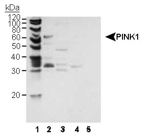 PINK1 Antibody - Western Blot detection of murine PINK1 using Pink-1 (PTEN induced putative kinase 1) Antibody. 1: molecular weight marker. 2: MES cell Mitochondria (20 ug). 3: MES cytosol (20 ug). 4: MES nuclear (20 ug) as negative control. 5: Purified human cytochrome C (0.1 ug) as PINK1 negative control.  This image was taken for the unconjugated form of this product. Other forms have not been tested.