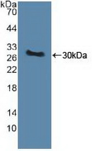 PINK1 Antibody - Western Blot; Sample: Recombinant PINK1, Human.